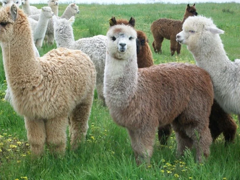 Alpacas Nov 2010 12 1024X768 1 Alpaca, Regalo De Los Dioses Incas Para El Mundo - Empresas Textiles