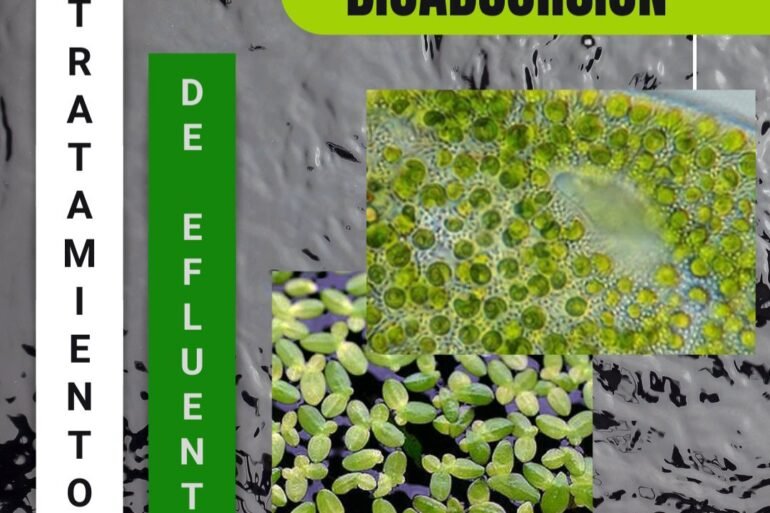 20210812 085145 Tratamiento De Efluentes En La Industria Textil: Bioadsorción - Textil E Indumentaria