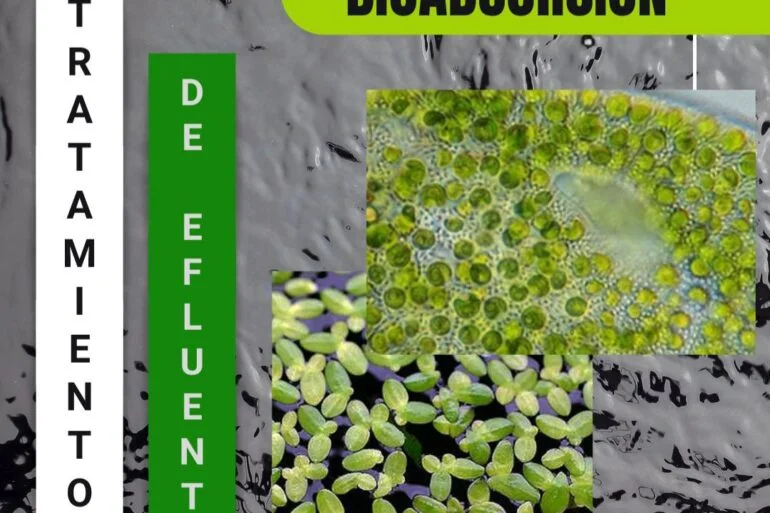 20210812 085145 Tratamiento De Efluentes En La Industria Textil: Bioadsorción - Textil E Indumentaria