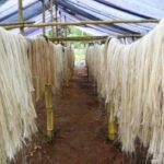Ud Esta Eninicio Circularidad Uni Lidera Proyecto Sacos Textiles Biodegradables Hechos Con Fibra Platano Uni Lidera Proyecto Sacos Textiles Biodegradables Hechos Con Fibra Platano 50 861824 Iniciativa En Perú De Fabricación De Sacos Textiles Biodegradables Elaborados A Partir De Fibra De Plátano - Moda Sostenible