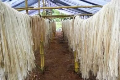 Ud Esta Eninicio Circularidad Uni Lidera Proyecto Sacos Textiles Biodegradables Hechos Con Fibra Platano Uni Lidera Proyecto Sacos Textiles Biodegradables Hechos Con Fibra Platano 50 861824 Iniciativa En Perú De Fabricación De Sacos Textiles Biodegradables Elaborados A Partir De Fibra De Plátano - Máquinas Textiles