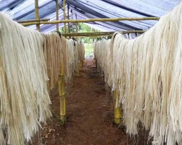Ud Esta Eninicio Circularidad Uni Lidera Proyecto Sacos Textiles Biodegradables Hechos Con Fibra Platano Uni Lidera Proyecto Sacos Textiles Biodegradables Hechos Con Fibra Platano 50 861824 Iniciativa En Perú De Fabricación De Sacos Textiles Biodegradables Elaborados A Partir De Fibra De Plátano - Empresas Calzado, Cuero