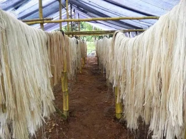 Ud Esta Eninicio Circularidad Uni Lidera Proyecto Sacos Textiles Biodegradables Hechos Con Fibra Platano Uni Lidera Proyecto Sacos Textiles Biodegradables Hechos Con Fibra Platano 50 861824 Iniciativa En Perú De Fabricación De Sacos Textiles Biodegradables Elaborados A Partir De Fibra De Plátano - Empresas Calzado, Cuero