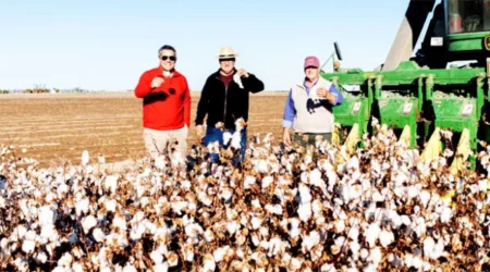 Fibra Extralarga Algodon Avanza Con Fuerza Industria Textil Argentina 21 220209 La Fibra Extralarga De Algodón Avanza Con Fuerza En La Industria Textil Argentina - Empresas Textiles