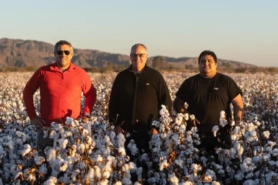 Fibra Extralarga Algodon Avanza Con Fuerza Industria Textil Argentina 32 423083 La Fibra Extralarga De Algodón Avanza Con Fuerza En La Industria Textil Argentina - Empresas Textiles