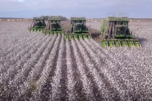 Importante alianza: un empresario textil, una algodonera y el INTA desarrollaron una fibra premium