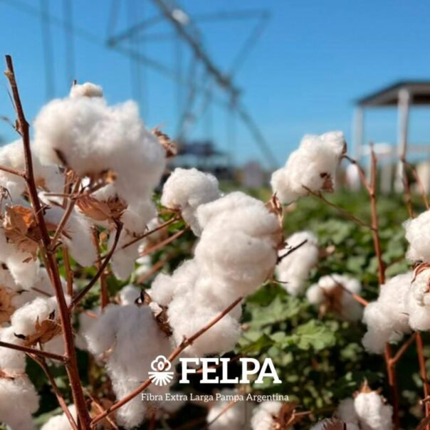 FELPA FELPA: cuando la ciencia argentina hila fino, la industria crece - Moda y Diseñadores calzado, cuero