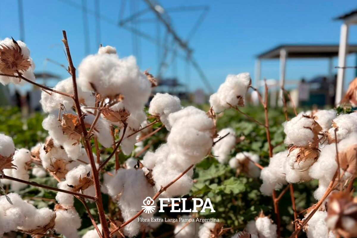 FELPA FELPA: cuando la ciencia argentina hila fino, la industria crece - Empresas Textiles
